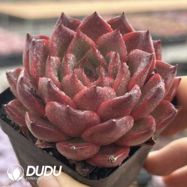 Echeveria Magpies Bridge - Image 2