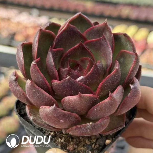 Screenshot Echeveria Red Light - Image 2