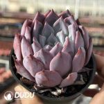 Echeveria Carmen - Image 2