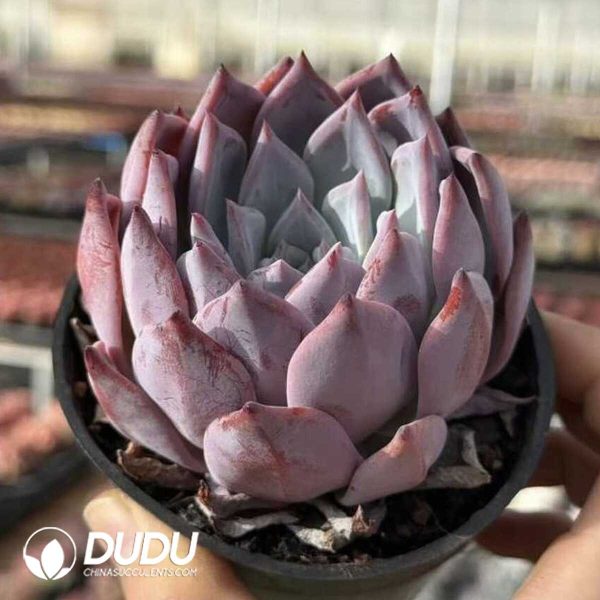 Echeveria Carmen - Image 2