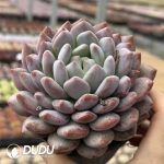 Echeveria Diao Chan - Image 2