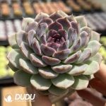 Echeveria Caocao - Image 2