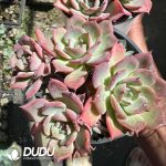 Echeveria Laulensis Clustering - Image 2