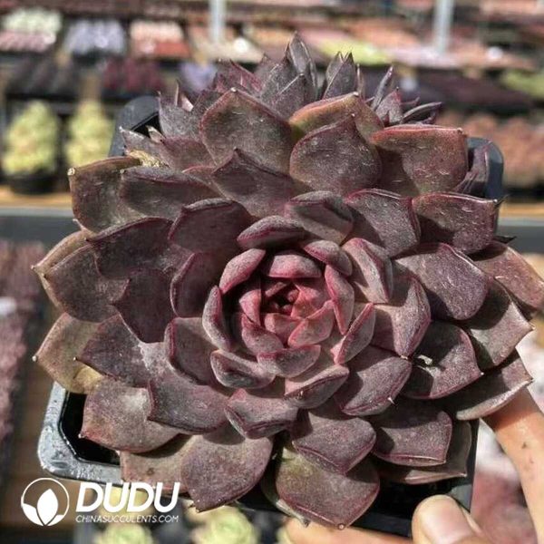 Echeveria Gorilla Monster - Image 2