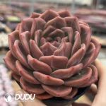 Echeveria Legendary - Image 2