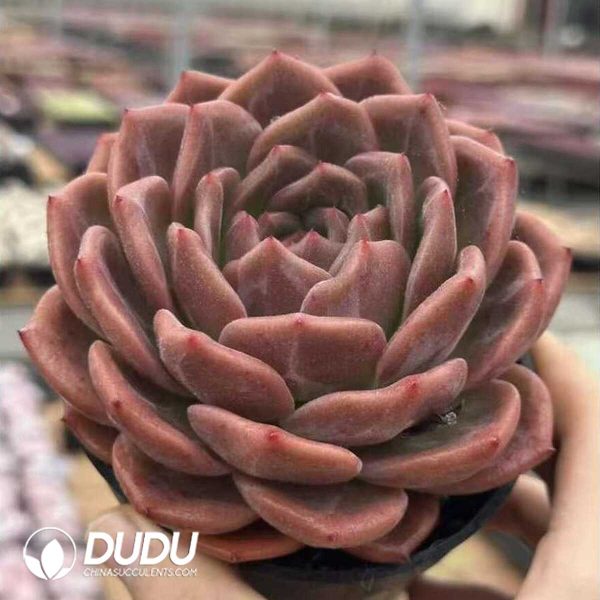 e202-482.jpg Echeveria Legendary - Image 2