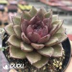 Echeveria Black Eagle - Image 2
