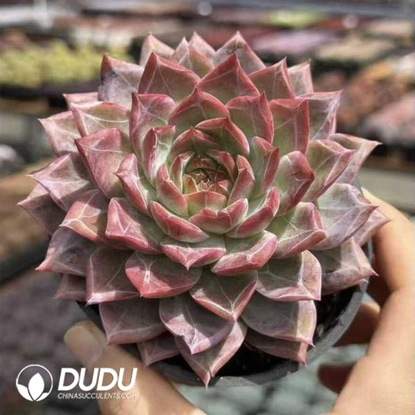 e202-484.jpg Echeveria Beauty in a Troubled Room - Image 2