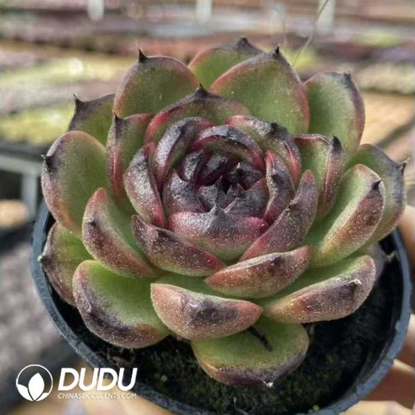 e202-485.jpg Echeveria Bull Demon King - Image 2