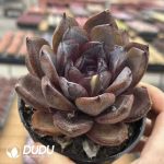 Echeveria Star Prince - Image 2