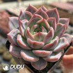 Echeveria Imperial Sword - Image 2
