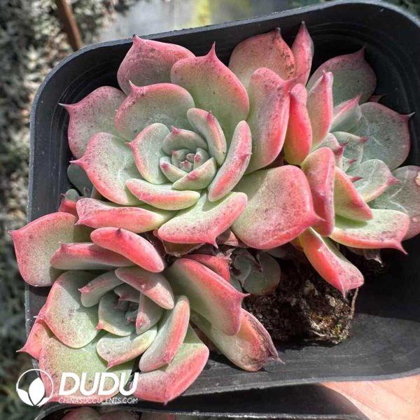 Echeveria Laulensis Clustering - Image 2