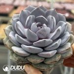 Echeveria Prince William - Image 2
