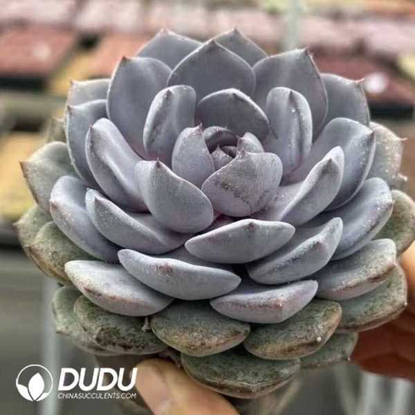 Echeveria Prince William - Image 2