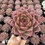 Echeveria King Yue Cooer - Image 2