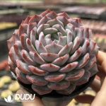 Echeveria Tuantuan - Image 2