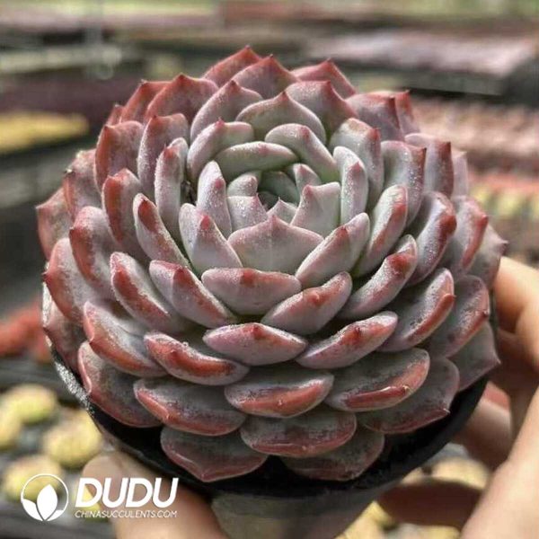 Echeveria Tuantuan - Image 2