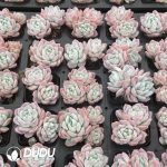 Echeveria Baibing Double Head - Image 2