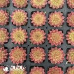 Echeveria Wanwusheng - Image 2