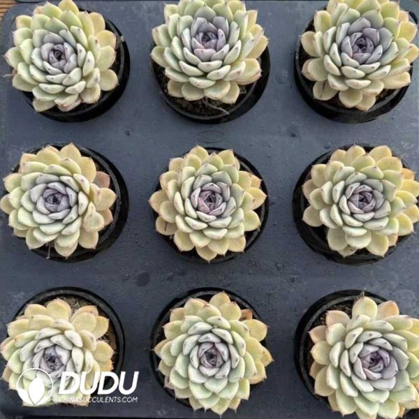 Echeveria Mist Walker - Image 2