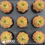 Echeveria Cancer - Image 2