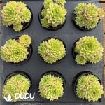 Echeveria Ice Drill Jenny - Image 2