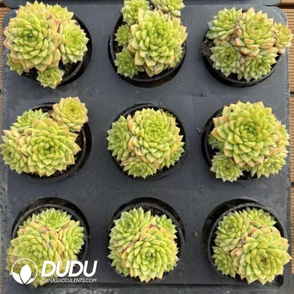 Echeveria Ice Drill Jenny - Image 2