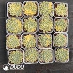 Echeveria Strawberry Ice variegated - Image 2