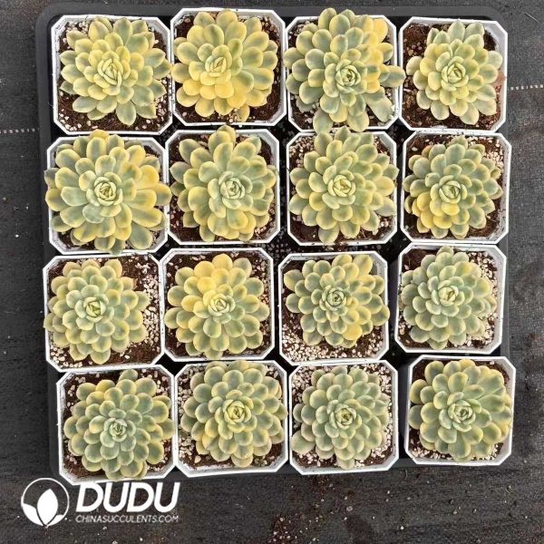 Echeveria Strawberry Ice variegated - Image 2