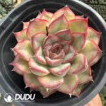 Echeveria Orion - Image 2