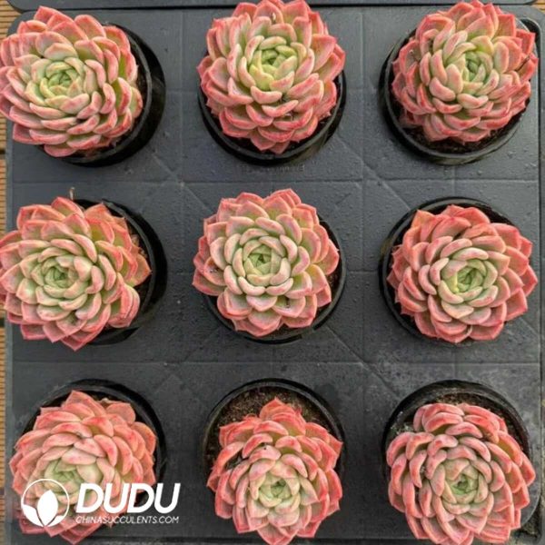 Echeveria Fairy Luoxia - Image 2