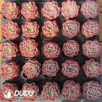 Echeveria Yanran - Image 2