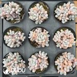 Pachyphytum Orange Candy Clustering - Image 2