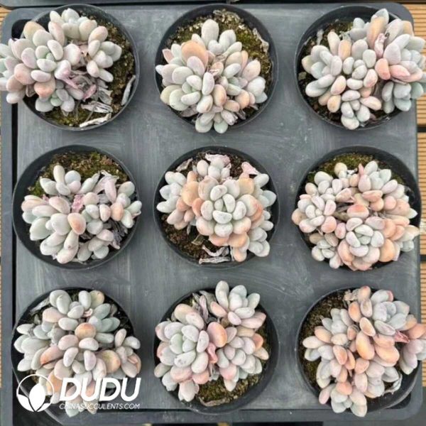 e202-504.jpg Pachyphytum Orange Candy Clustering - Image 2