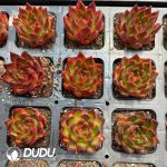 Echeveria Jelly Orchid - Image 2