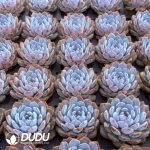 Echeveria Xuanyazi - Image 2