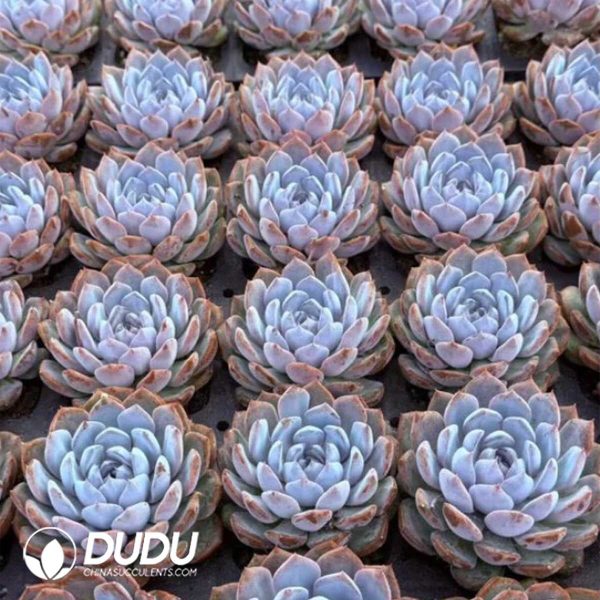 Echeveria Xuanyazi - Image 2