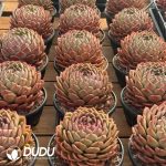 Echeveria Jumbo Invincible Eastern - Image 2