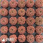 Echeveria Invincible Eastern - Image 2