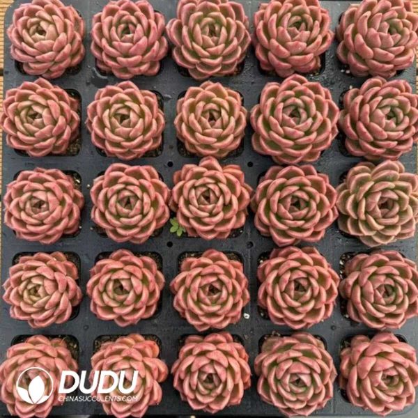 Echeveria Invincible Eastern - Image 2