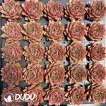 Echeveria Mangrove - Image 2