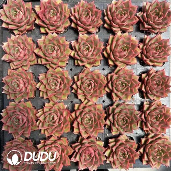 Echeveria Mangrove - Image 2