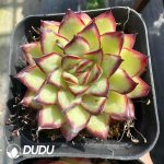 Echeveria Pulidonis - Image 2