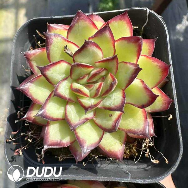 Echeveria Pulidonis - Image 2