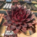 Echeveria Xuan Fox - Image 2