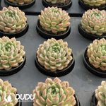 Echeveria Snowflake Beer - Image 2