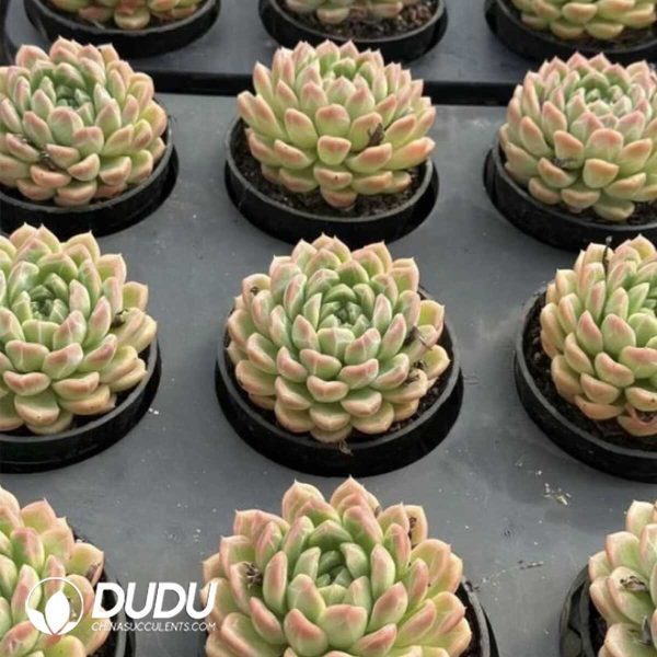 Echeveria Snowflake Beer - Image 2