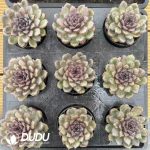 Echeveria Zhizunbao - Image 2