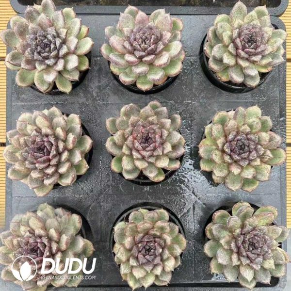 Echeveria Zhizunbao - Image 2