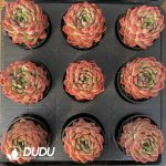 Echeveria Strawberry Maruko - Image 2